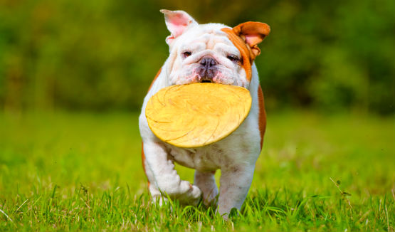 dog frisbee park