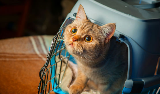 cat in a cage