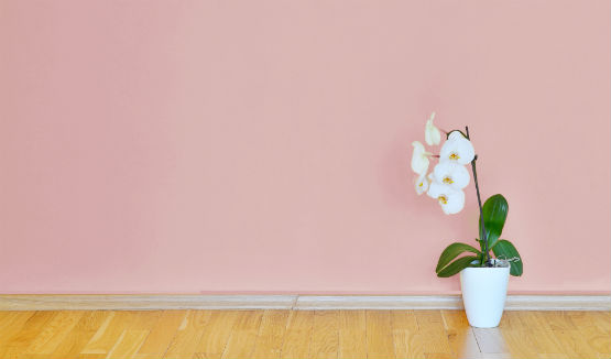 pale pink wall