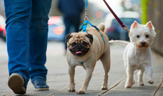 Walking dogs on the street