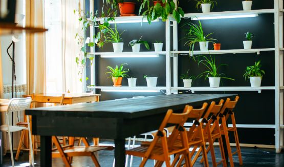 indoor plant dining